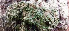 Phaeophyscia rubropulchra