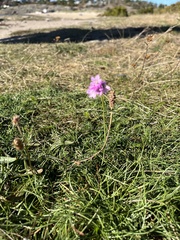 Armeria maritima