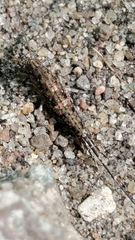 Archaeognatha