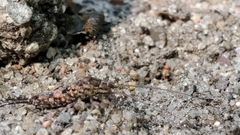 Archaeognatha