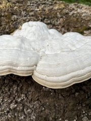 Fomes fomentarius