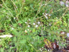 Verbena officinalis