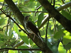Hylocichla mustelina
