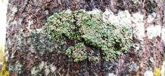 Phaeophyscia rubropulchra