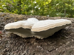 Fomes fomentarius