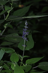 Salvia concolor