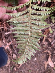 Dryopteris arguta