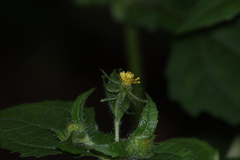 Sigesbeckia jorullensis