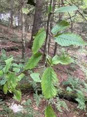 Betula alleghaniensis