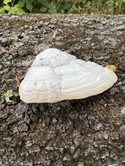 Fomes fomentarius
