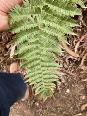 Dryopteris arguta
