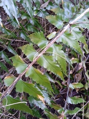 Asplenium polyodon