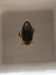 Coptotomus longulus lenticus