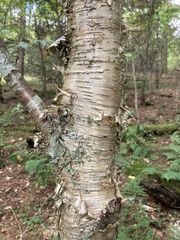 Betula alleghaniensis