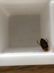 Coptotomus longulus lenticus