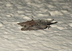 Platynota idaeusalis