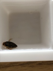 Coptotomus longulus lenticus