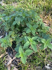 Mentha arvensis