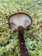 Lactarius lignyotus