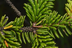 Picea sitchensis