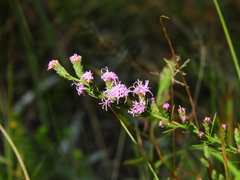 Liatris pilosa