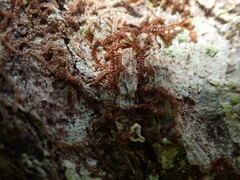 Frullania nisquallensis