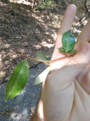 Elaeagnus pungens