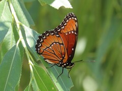 Limenitis archippus obsoleta