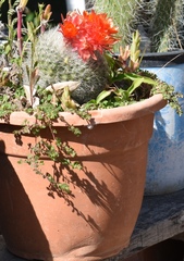 Parodia haselbergii