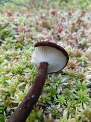 Lactarius lignyotus