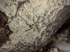 Lycosidae