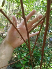 Elaeagnus pungens