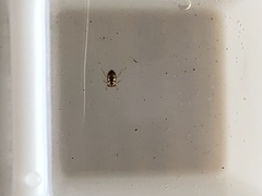 Neoplea striola