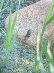 Lithobates catesbeianus