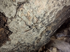 Lycosidae