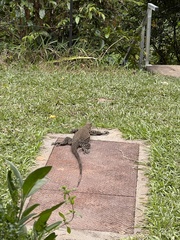 Varanus varius