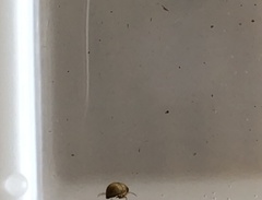 Neoplea striola