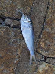Brevoortia tyrannus