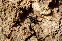 Cephalotes atratus