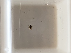 Neoplea striola