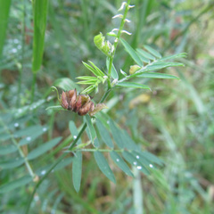 Dasineura spadicea