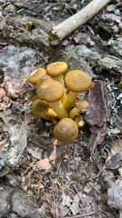 Armillaria mellea