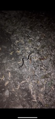 Cryptophis nigrescens