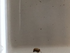 Neoplea striola