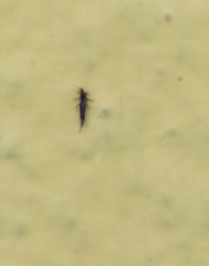 Gynaikothrips