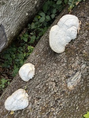 Fomes fomentarius