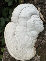 Fomes fomentarius