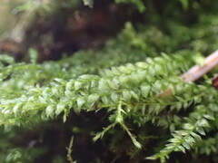 Plagiothecium denticulatum