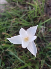 Zephyranthes chlorosolen