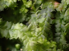 Lophocolea bidentata